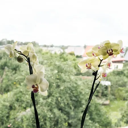 Nature Inspired דירה